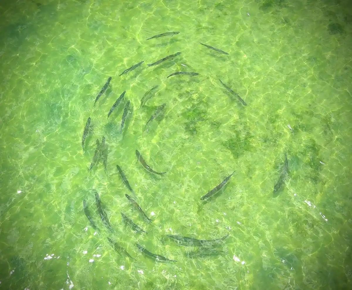 Guided fishing on Florida's Nature Coast with Homosassa Fishing Company